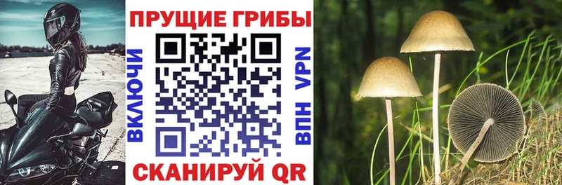Купить  Пестово  Псилоцибиновые грибы Psilocybine cubensis 